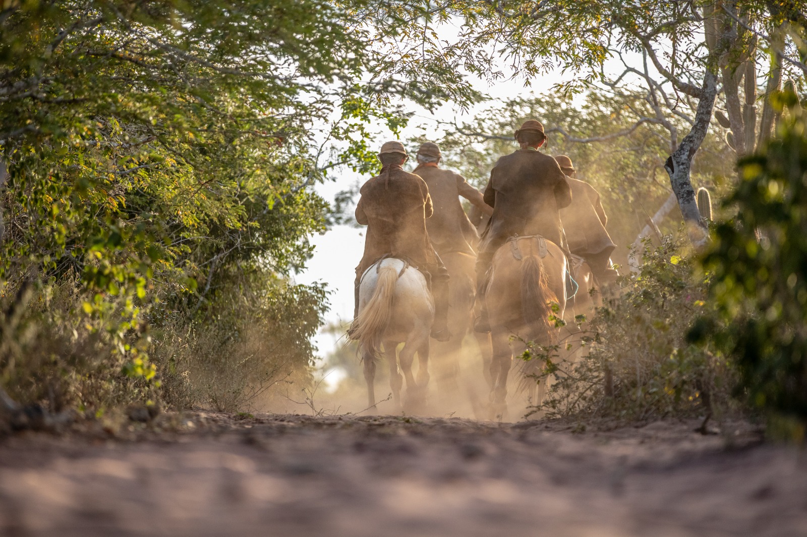 Novo livro 'Caatinga Brasileira' chega às livrarias